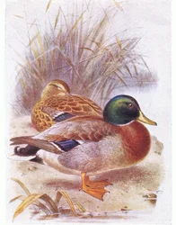 Stockente